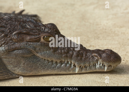 Philippine Crocodile (Crocodylus mindorensis). Koln Zoological Gardens, Cologne, Germany. Stock Photo