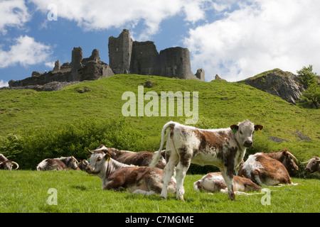 Durham Longhorn cattle grazing, Carreg Cennen Castle, Black Mountains, Carmarthenshire, South Wales Stock Photo
