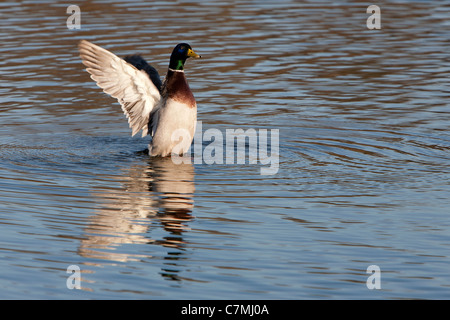 Drake Mallard Duck flapping wings Stock Photo