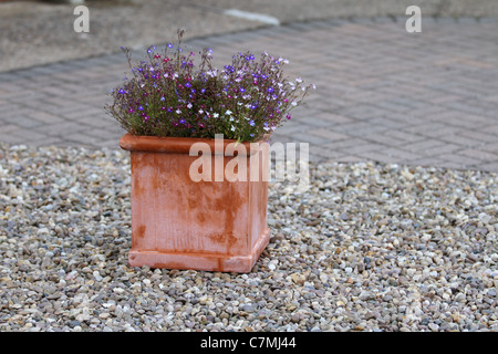 Gravel drive with a red terracotta planter place on it, small blue and white flowers gray gravel spread evenly across the garden Stock Photo