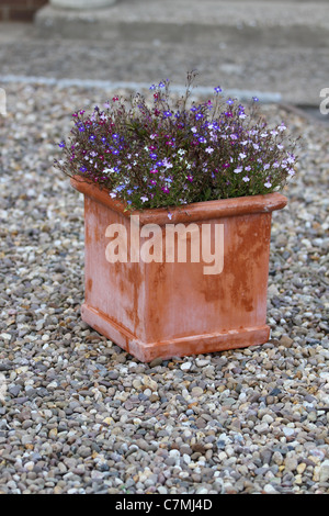 Gravel drive with a red terracotta planter place on it, small blue and white flowers gray gravel spread evenly across the garden Stock Photo