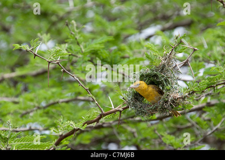 Village Weaver (Ploceus cucullatus). In the process of building it's nest. Mkhuze Game Reserve. Kwazulu-Natal, South Africa. Can Stock Photo