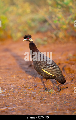 Crested Guineafowl (Guttera pucherani). Ndumo Game Reseve, Kwazulu-Natal, South Africa. November 2010. Stock Photo