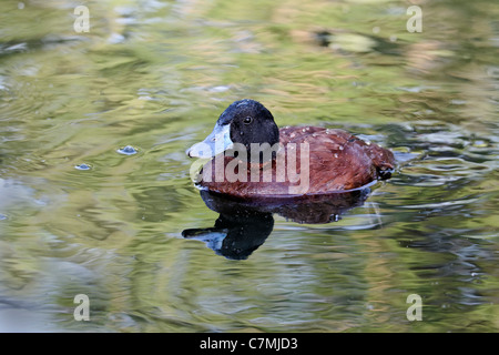 Lake duck or Argentine Ruddy Duck, Oxyura vittata, single male on water, London, May 2011 Stock Photo