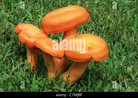 orange jack-o-lantern mushroom group growing in a green grass lawn Stock Photo