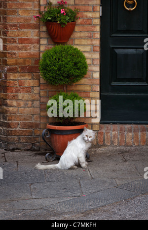 Feral looking white cat in front of wooden door with potted shrub and hanging flower pot. Stock Photo