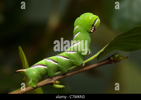Privet Hawk-moth caterpillar Sphinx ligustri, final instar (c) Stock Photo