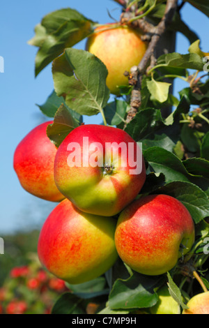 Branch with red, ripe Initial apples ready for picking at the pick-your-own orchard in Trørød near Copenhagen, Denmark Stock Photo