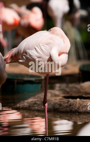 Flamingo stood on one leg in water, Iguassu Brazil “South America” Stock Photo