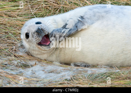 Baby grey seal moulting Stock Photo