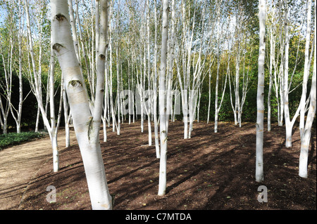 White Birch trees garden of Himalayan birch Uk Stock Photo