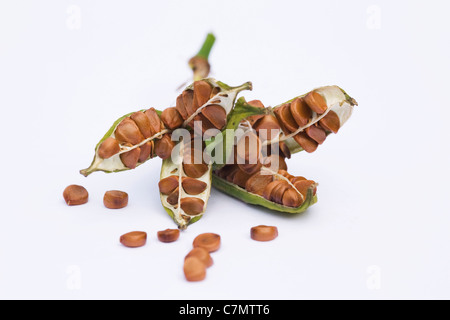 Iris foetidissima. Ripe seeds spilling from a seed pod on a white background. Stock Photo