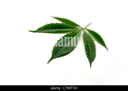 Cannabis Marijuana leaf on a white background Stock Photo