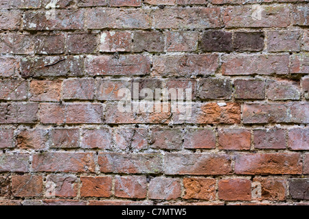 An old red brick wall recently cleared of climbing plants. Stock Photo