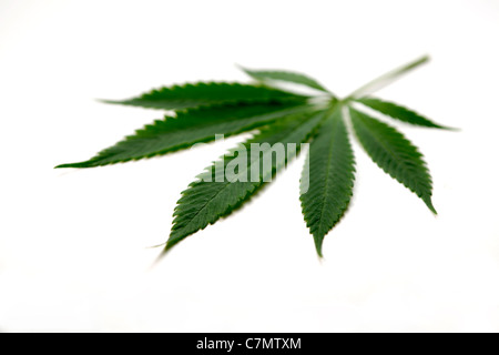 Cannabis Marijuana leaf on a white background Stock Photo