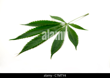 Cannabis Marijuana leaf on a white background Stock Photo