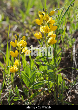 Yellow Pea (Thermopsis rhombifolia montana).  This specimen was found at the 7800-foot level near Gennessee Colorado Stock Photo