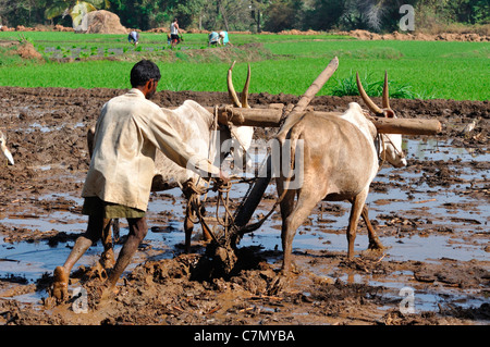 Paddy Field of south India Stock Photo