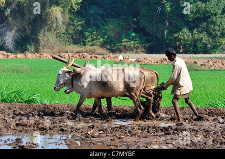 Paddy Field of South India Stock Photo