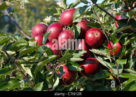 Red, ripe Ingrid Marie apples ready for picking at the pick-your-own orchard in Trørød near Copenhagen, Denmark Stock Photo