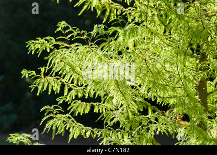 swamp cypress taxodium distichum taxodiaceae Stock Photo