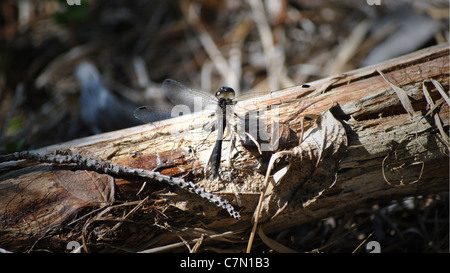 Big dragonfly sitting on fallen tree, Sorsele -Sweden Stock Photo