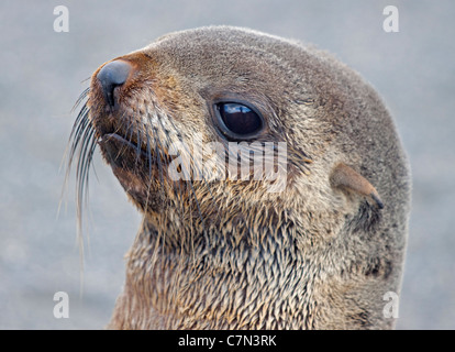 Antarctic Fur Seal juvenile (arctocephalus gazella), St Andrews Bay, South Georgia