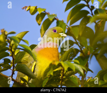 Orange-breasted Green Pigeon (Treron bicincta) at Yala NP, Sri Lanka. Stock Photo