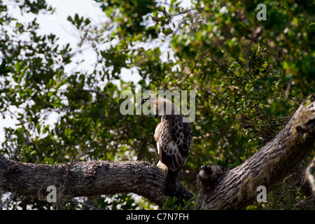 Crested Hawk-Eagle or Changeable Hawk-eagle (Nisaetus cirrhatus) at Yala NP, Sri Lanka. Stock Photo