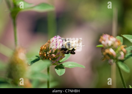 Macro shot of a single bumble bee on a purple clover flower. Stock Photo