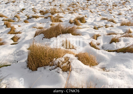 The melting snow reveals the dead grass beneath it in the field. Stock Photo