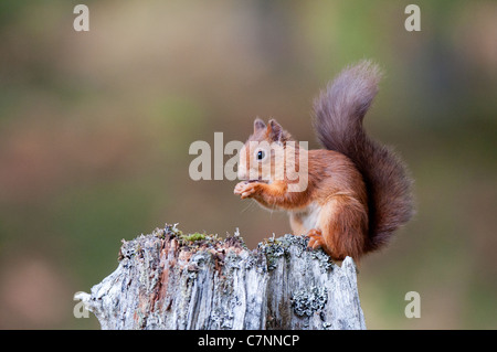 Red Squirrel eating on tree stump in autumn Stock Photo