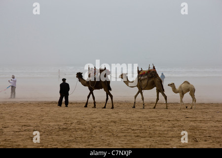 Camel train on beach in Essaouira, Morocco Stock Photo