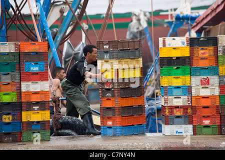 Stacking plastic crates of fish on the quay in Essaouira, Morocco Stock Photo