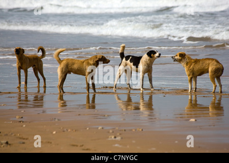 Semi feral goat herder's dogs on the beach between Sidi M'Barek and Sidi Kaouki in Morocco