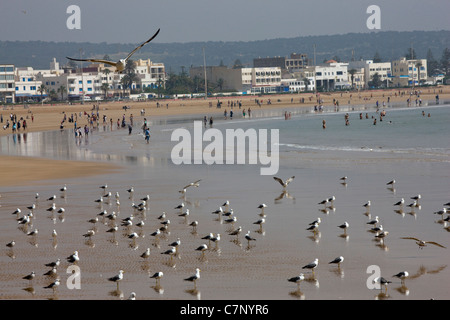 View across the beach towards the town and sea front in Essaouira, Morocco Stock Photo