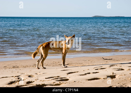 Australian dingo in the beach of Fraser Island - Queensland, Australia Stock Photo