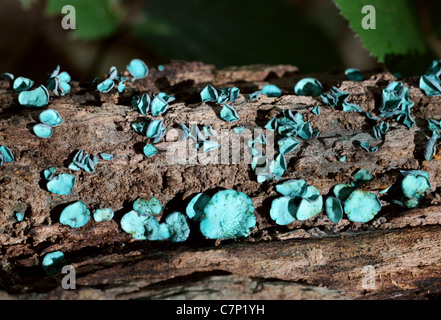 Green Elfcup, Chlorociboria aeruginascens, Helotiaceae. Syn. Chlorosplenium aeruginascens, Helotium aeruginascens. Stock Photo