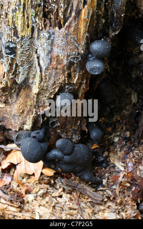 Dead Man's Fingers, Xylaria polymorpha, Xylariaceae. A Saprobic Fungi, on a Dead Beech Stump. Stock Photo