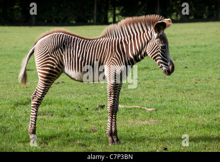 Grevy’s zebra foal Stock Photo