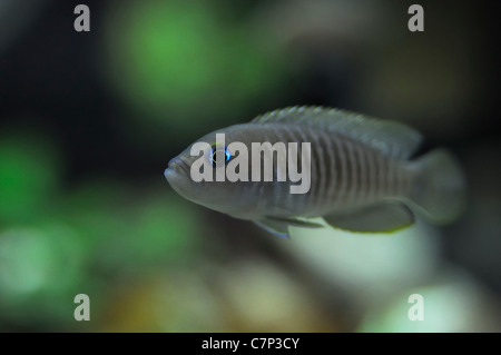Closeup of captive Neolamprologus multifasciatus african cichlid. Stock Photo