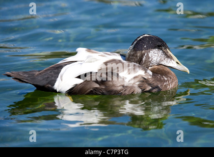 European Eider Duck Somateria mollissima mollissima Juvenile on water UK Stock Photo