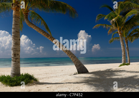Empty Gulf of Mexico ocean beach with coconut palm trees in the Mexican Mayan Riviera Stock Photo
