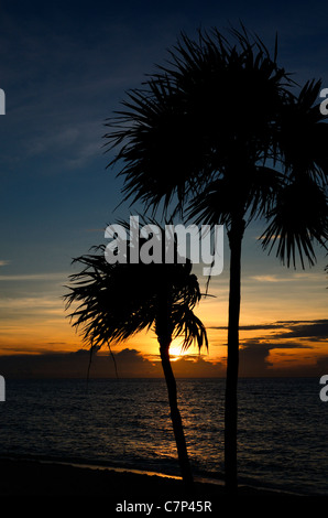 Silhouette of palm trees at sunrise on a Mayan Riviera beach Mexico resort Stock Photo