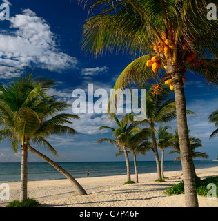 Coconut palm trees on the Mayan Riviera beach with a lone jogger Mexico resort Stock Photo