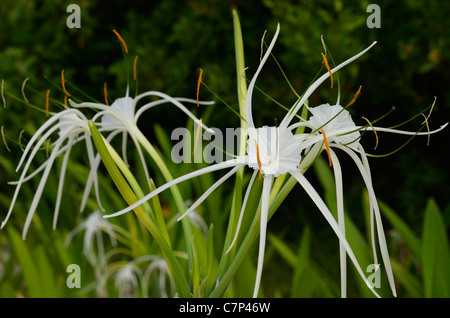 White flower of Hymenocallis littoralis Spider Lily on a beach in Mayan Riveria Mexico