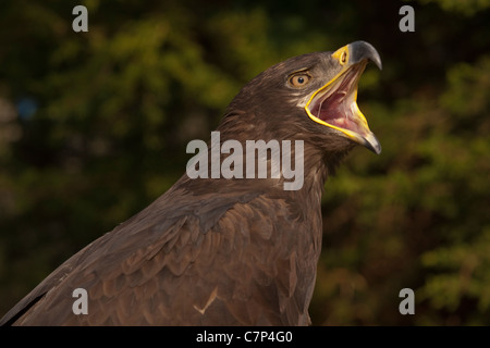 Russian Steppe Eagle Aquila nipalensis Stock Photo