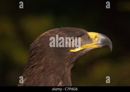 Russian Steppe Eagle Aquila nipalensis Stock Photo