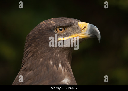 The Russian Steppe Eagle Aquila nipalensis Stock Photo