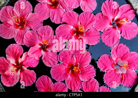 pattern texture background of Hibiscus on water, five petal pink Indian flower, floating on water Indian outdoor garden feature Stock Photo